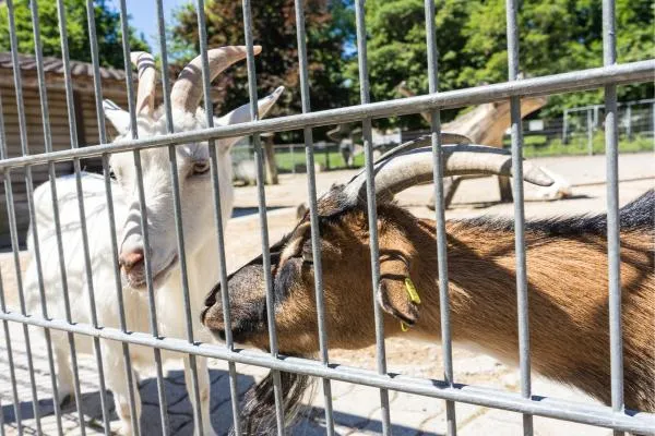 close up of white and brown goats behind a temporary fence
