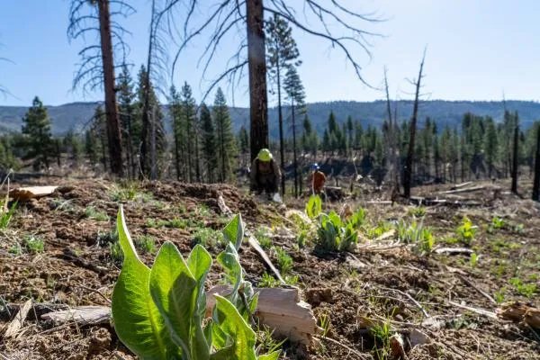 workers planting saplings in a burned down forest with evergreens and hills in the background