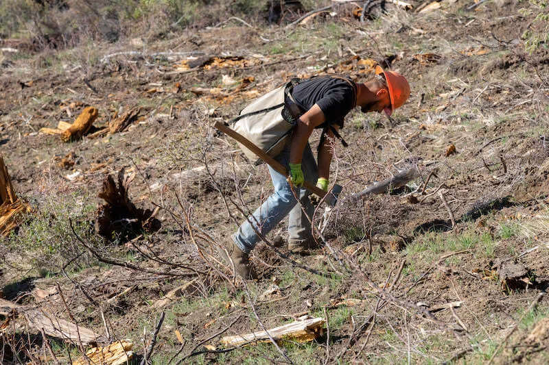 Image of man in orange hat planting a tree in dirt 