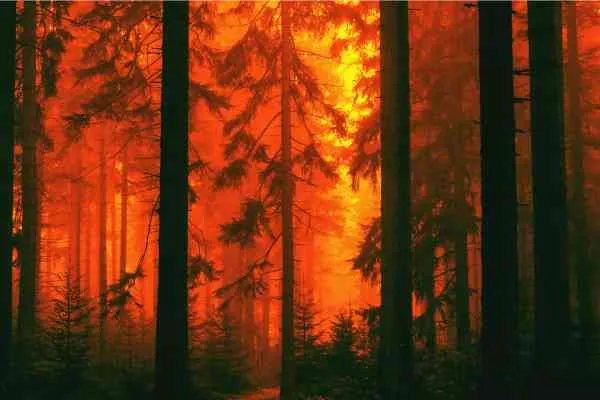 forest on fire