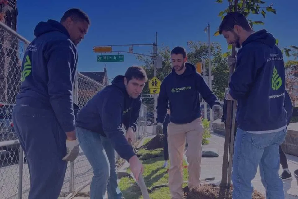 four members of the Sourgum team planting a tree on a NJ street