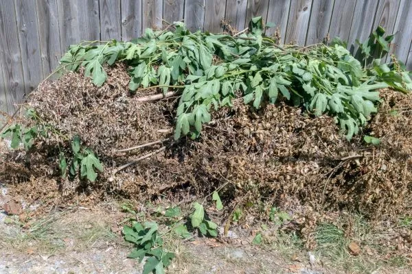 yard debris in a pile