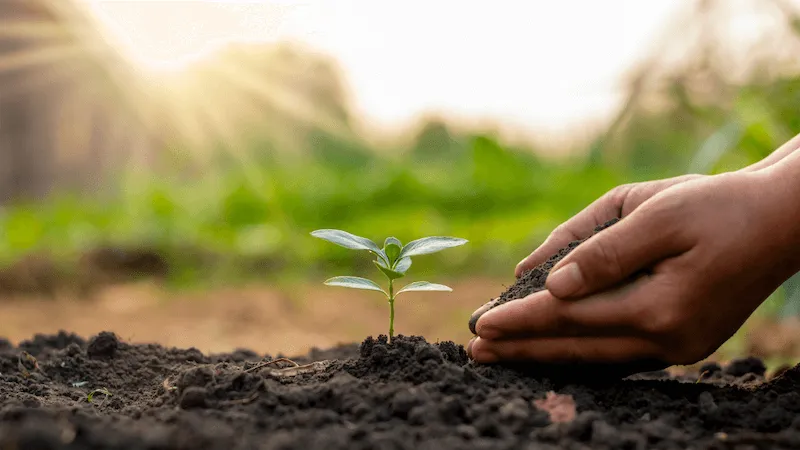 Image of hands tending to a seedling