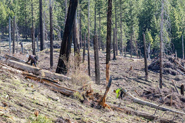 Image of workers in forest replanting seedlings