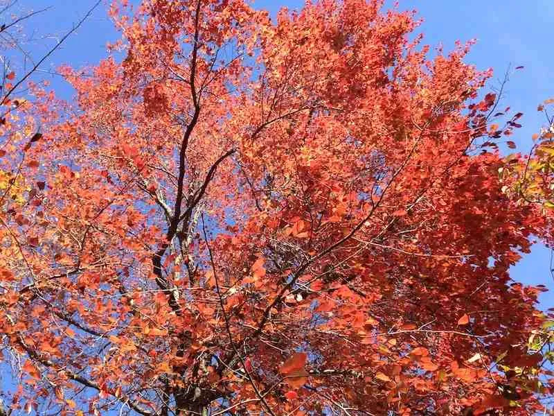 red sourgum tree in somerset