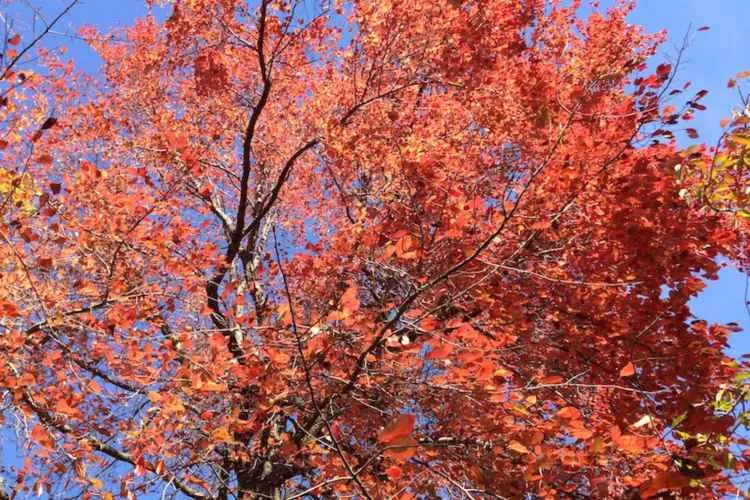 a sourgum tree with red and gold leaves