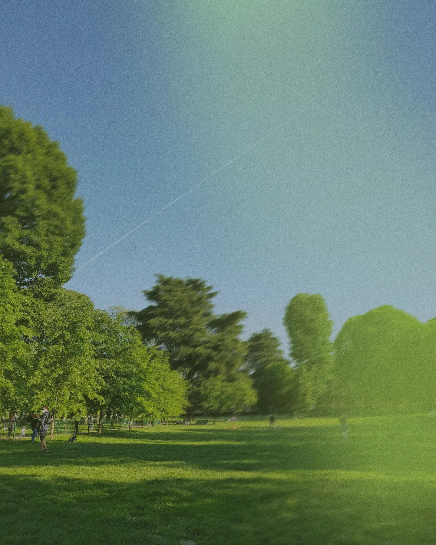 Trees in park with green tint