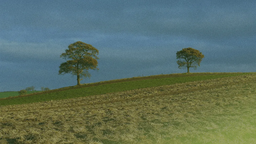 Two lone trees stand on a gently sloping hill under a blue sky, with a foreground of recently harvested fields.