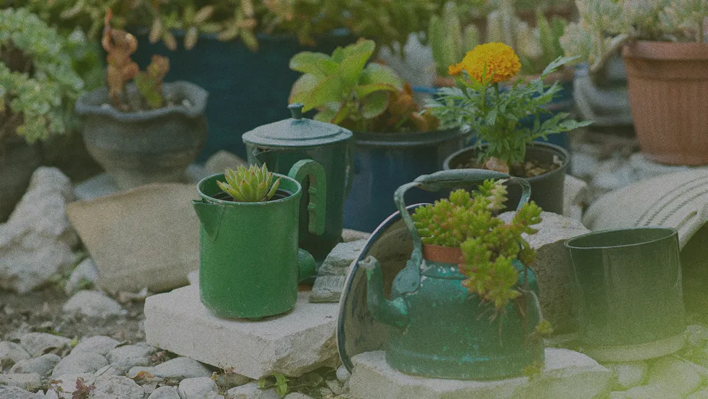 Assorted potted plants and succulents in colorful containers, including teapots, arranged on stones in a garden setting.
